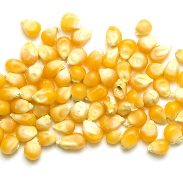 Photo showing yellow maize