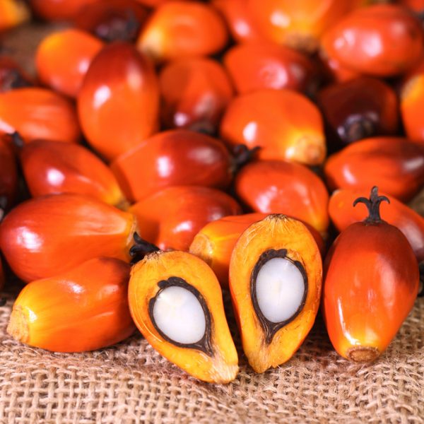 Photo showing palm kernel