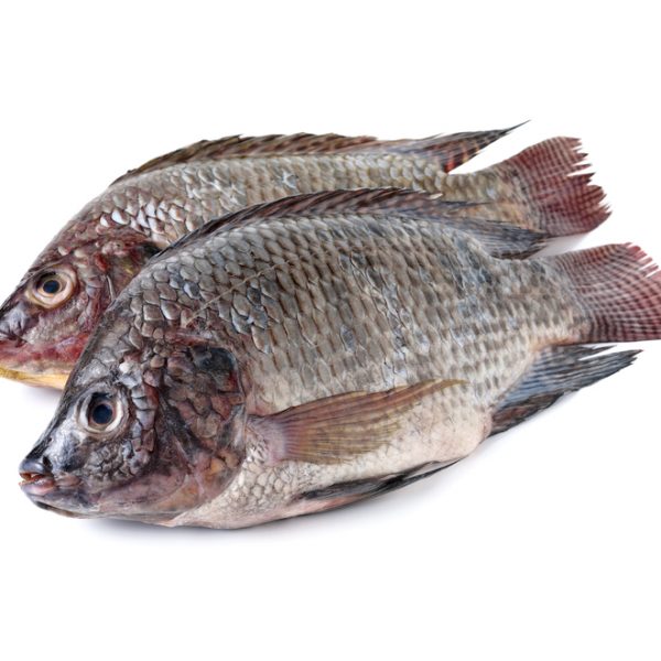 Photo showing tilapia