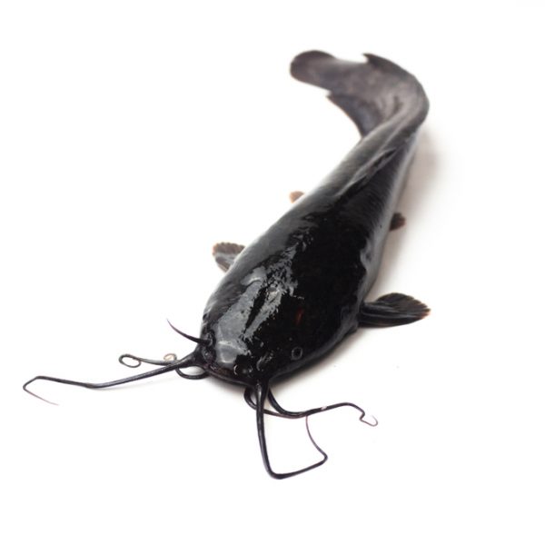 Photo showing catfish