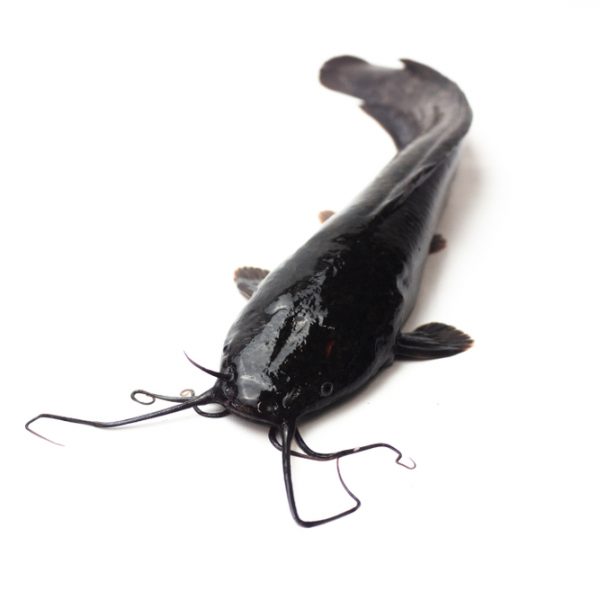Picture Showing Catfish