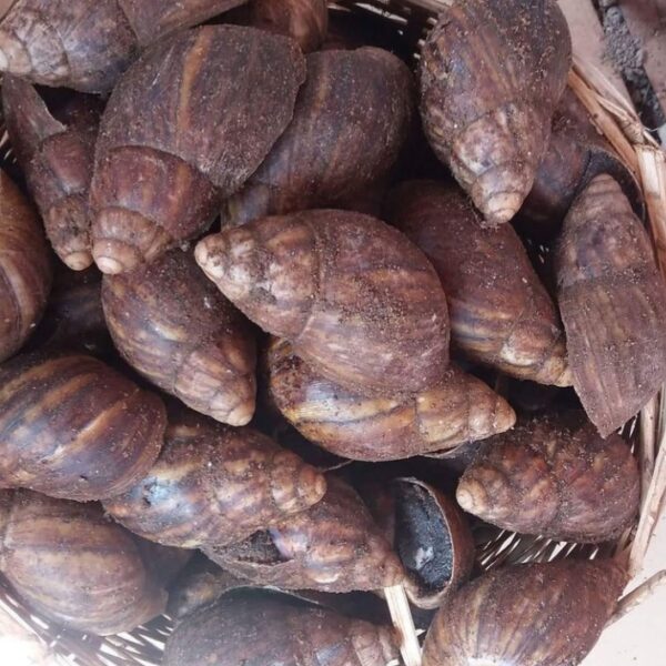 Snails(5 Medium Pieces)