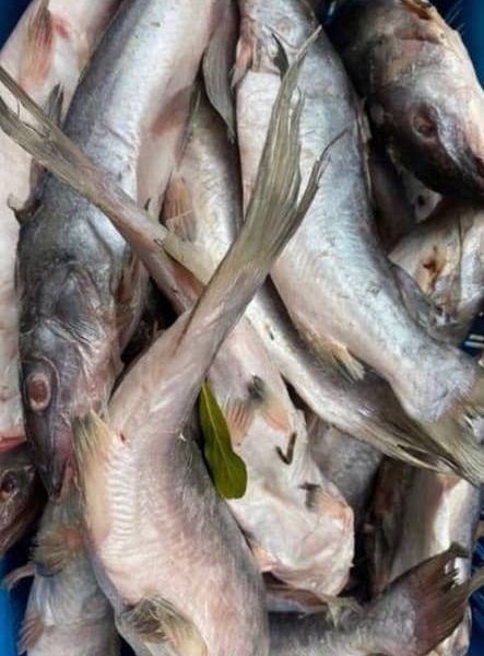 River Catfish